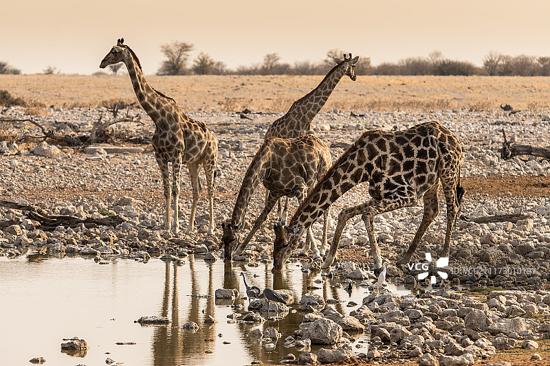 监督下饮用图片素材