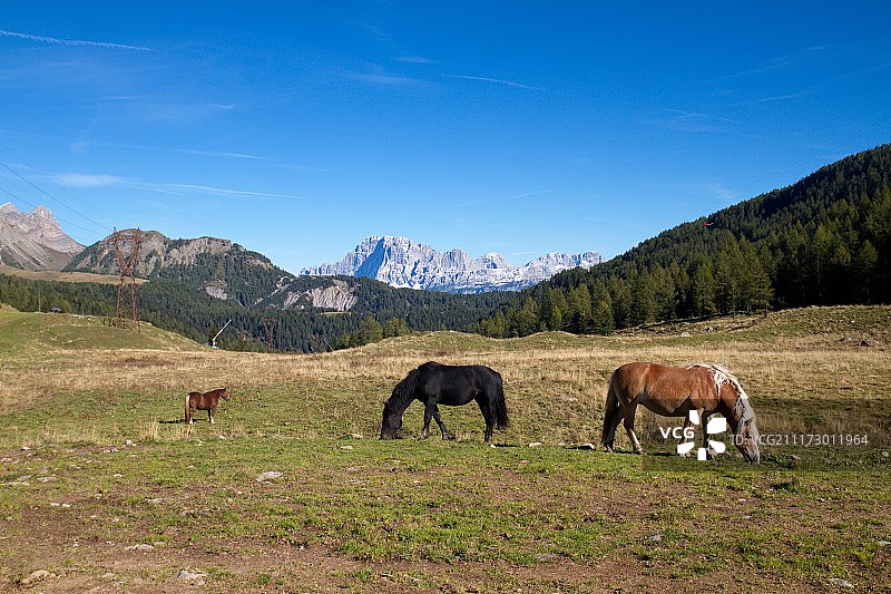 牧场上的马群图片素材