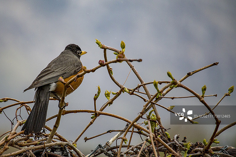 美国罗宾图片素材