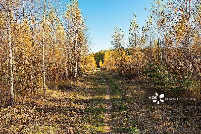 通往树木幼林的道路图片素材