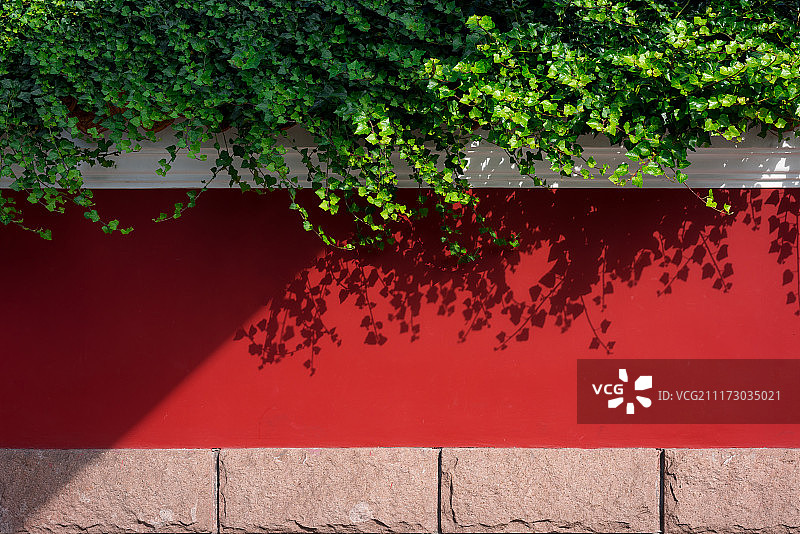绿藤与红墙图片素材