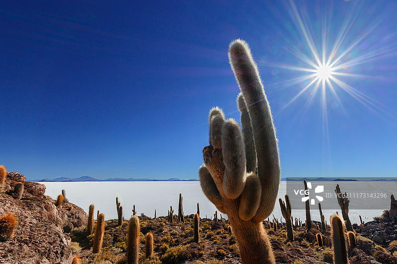 玻利维亚乌尤尼盐沼仙人掌岛图片素材