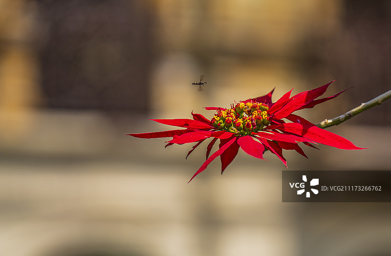 阳光之恋图片素材