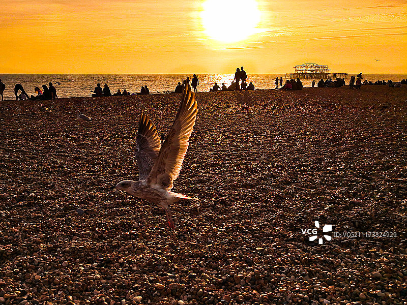 夕阳下的布莱顿海滩图片素材