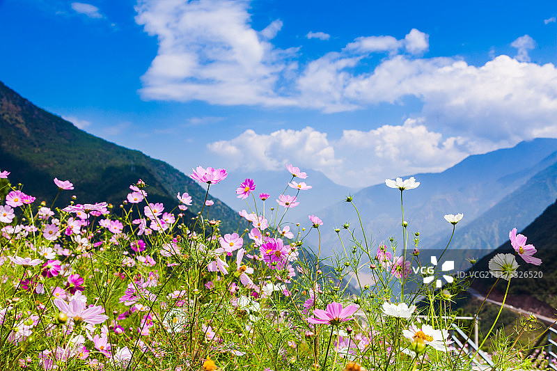 山上的野花图片素材