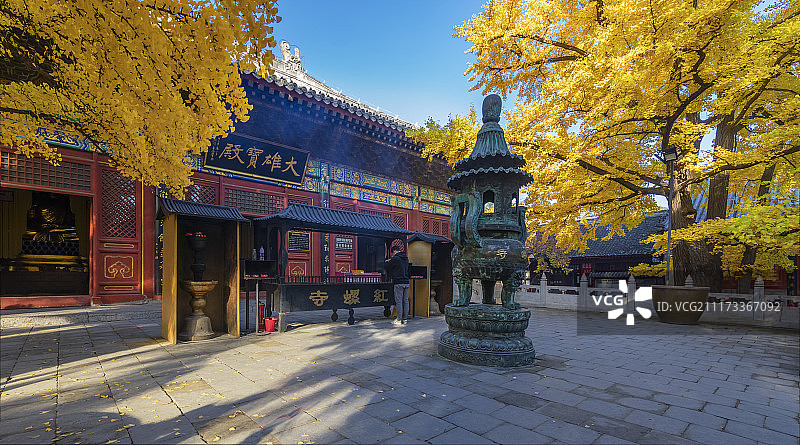 北京红螺寺银杏图片素材