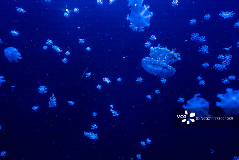 珠海长隆海洋王国风光图片素材