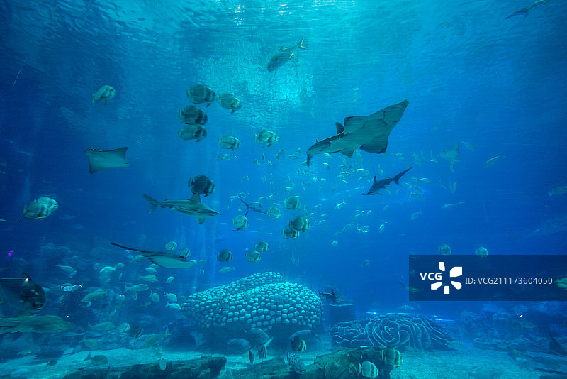 海豚湾 珠海图片素材