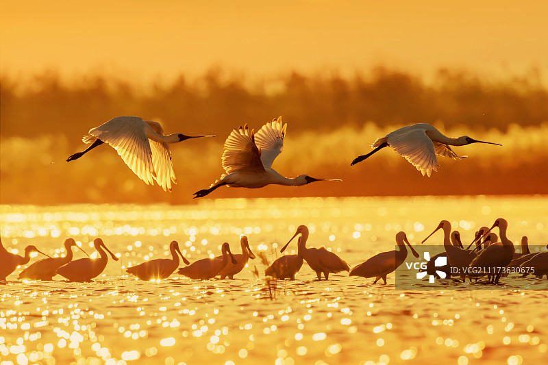 黑脸琵鹭图片素材