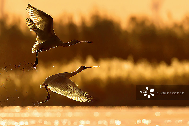 飞翔的鸟类图片素材