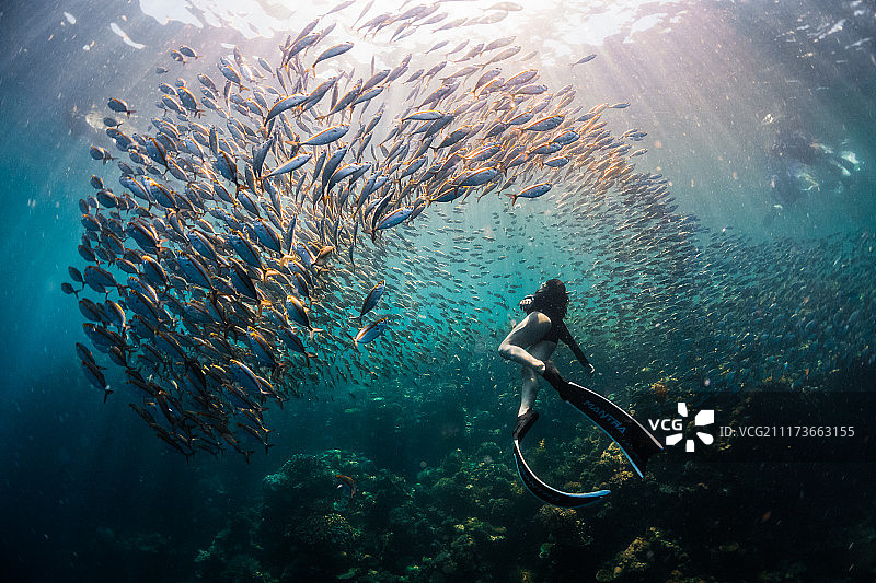 海洋生活图片素材