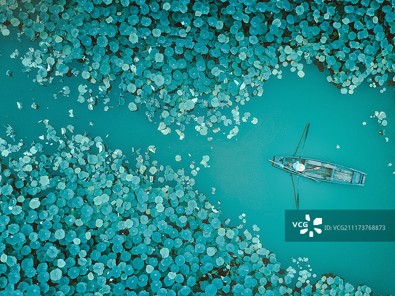 荷花池航拍图片素材