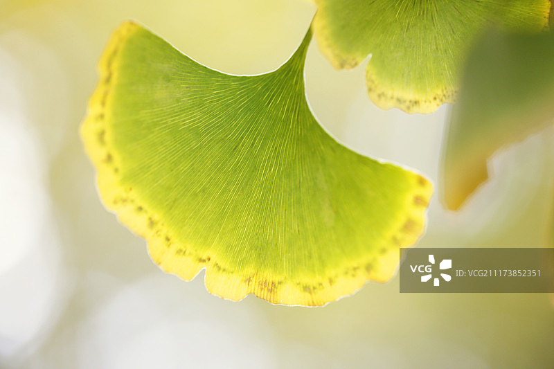 银杏叶秋天黄边图片素材