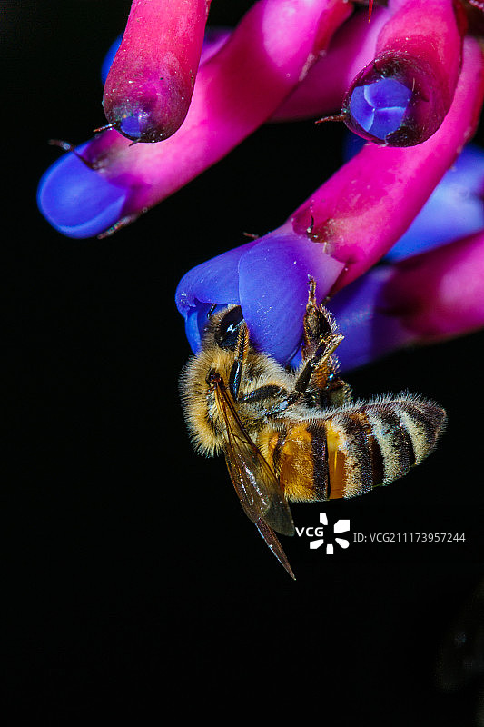 凤梨科植物上的蜜蜂图片素材