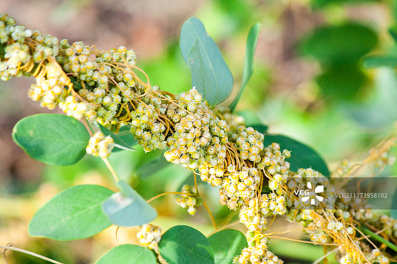 菟丝子属是一种寄生植物图片素材