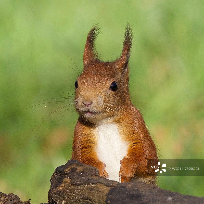 哈，什么图片素材