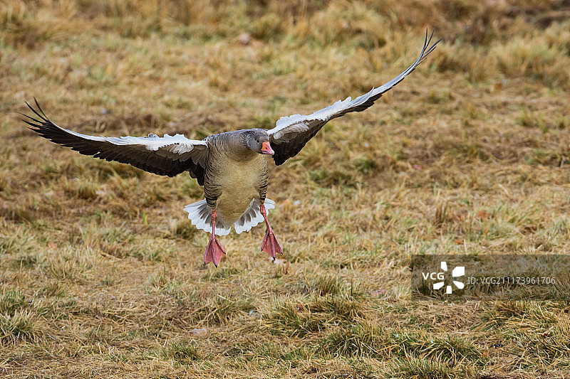 鸿雁降落图片素材