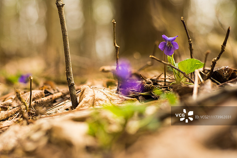 阿尔萨博的春花图片素材