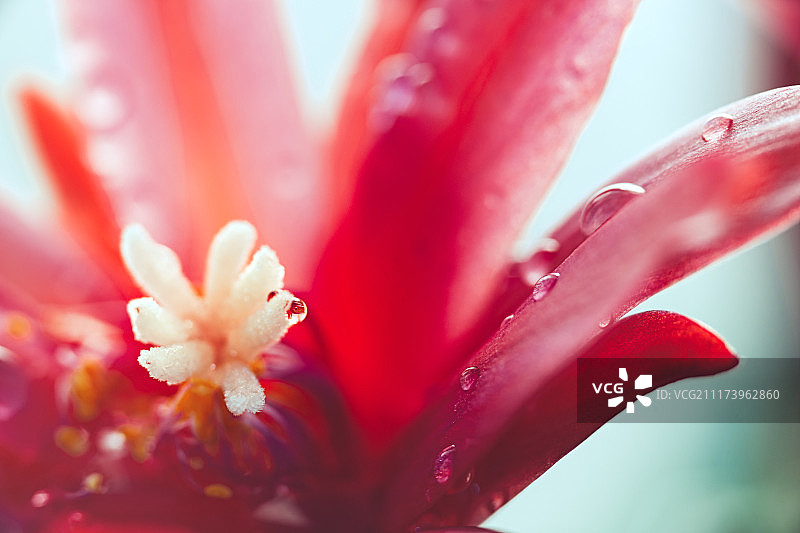 清晨花卉微距图片素材