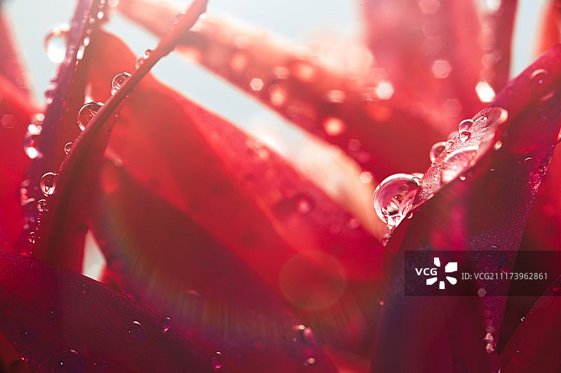 清晨花卉微距图片素材