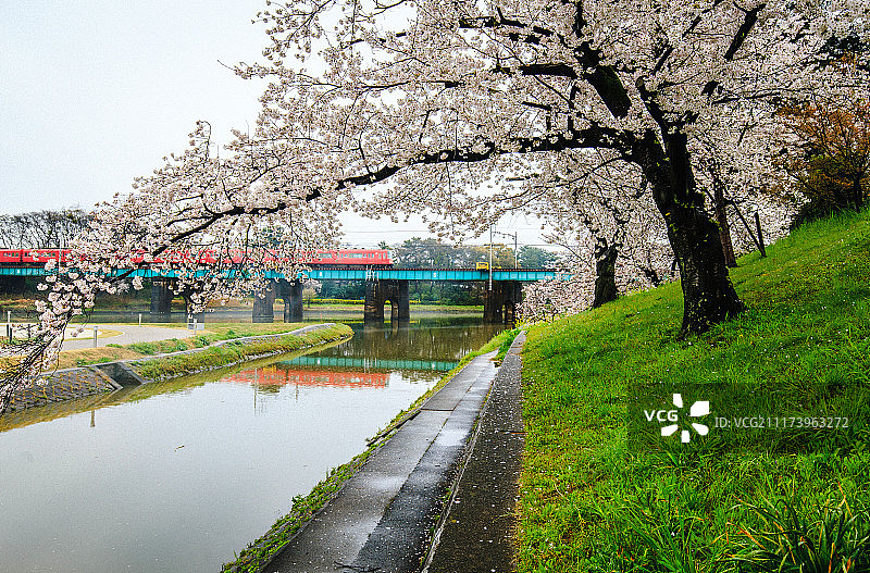 日本樱花图片素材