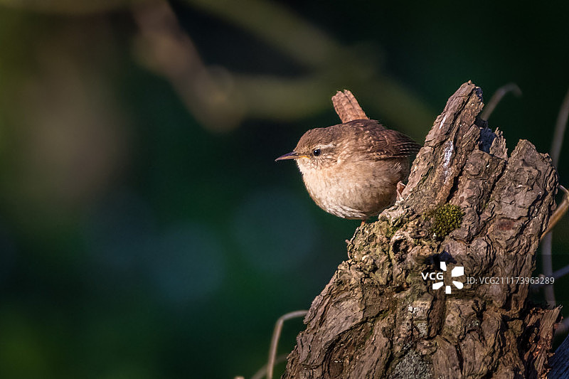 鹪鹩的领土展示图片素材