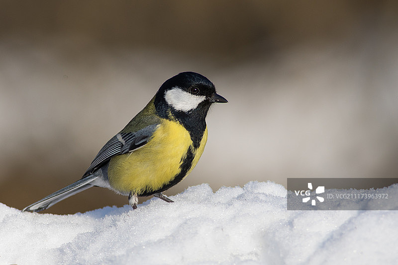 戴胜鸟图片素材