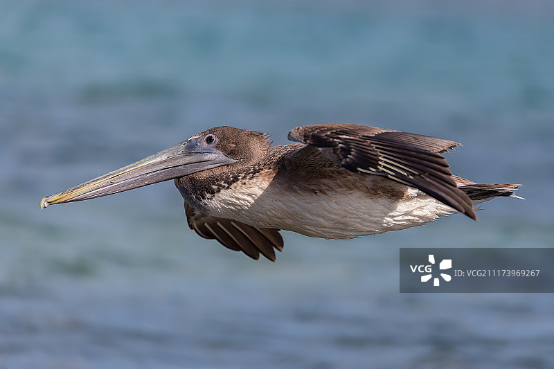 飞行中的鹈鹕特写图片素材