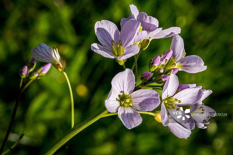 紫色花朵特写图片素材