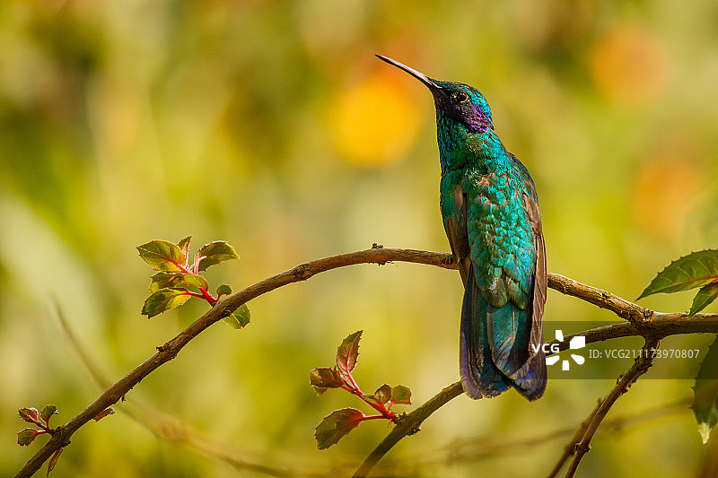 绿紫耳蜂鸟 - 哥伦比亚图片素材