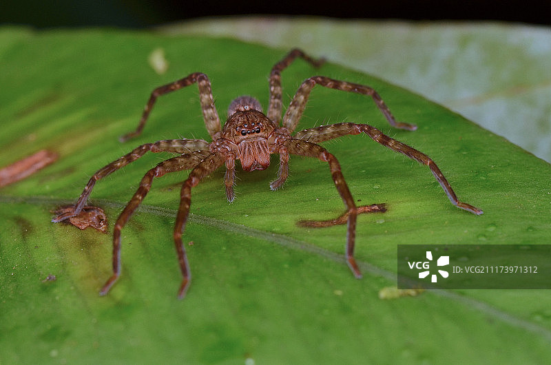 人面蜘蛛图片素材