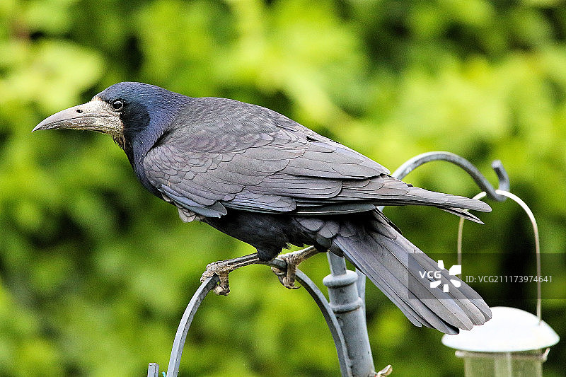 秃鼻乌鸦特写图片素材