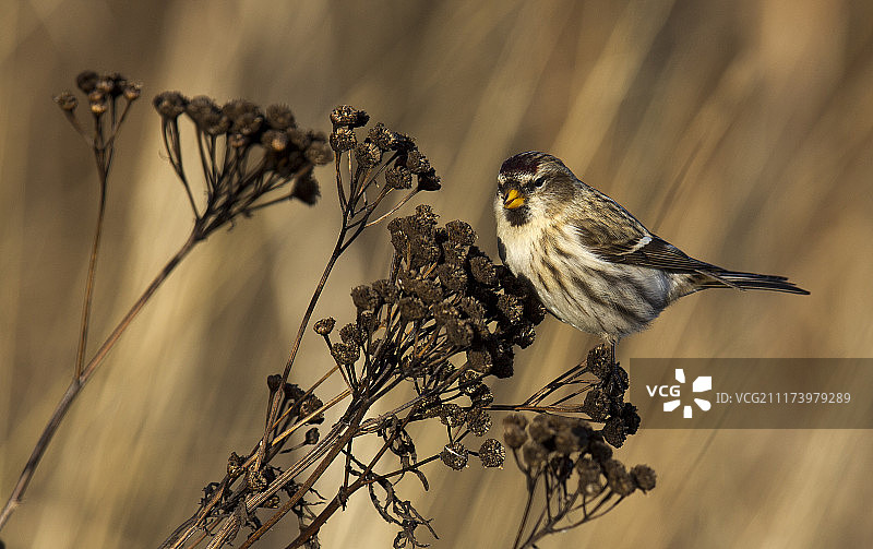 红雀栖息在花朵上的特写图片素材