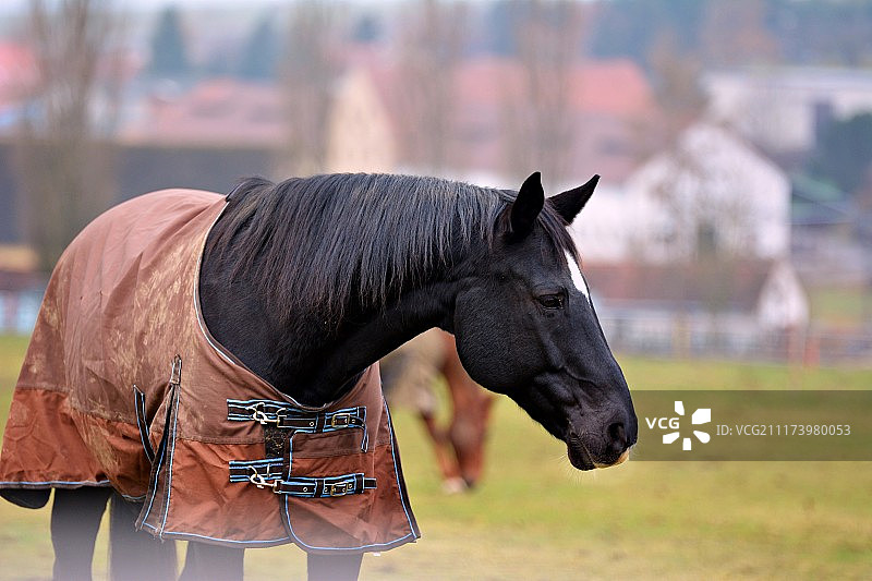 草地上的马图片素材