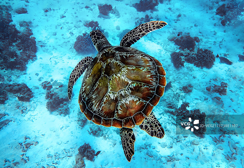 一只巨大的红海龟在清澈的蓝色海水中游泳图片素材
