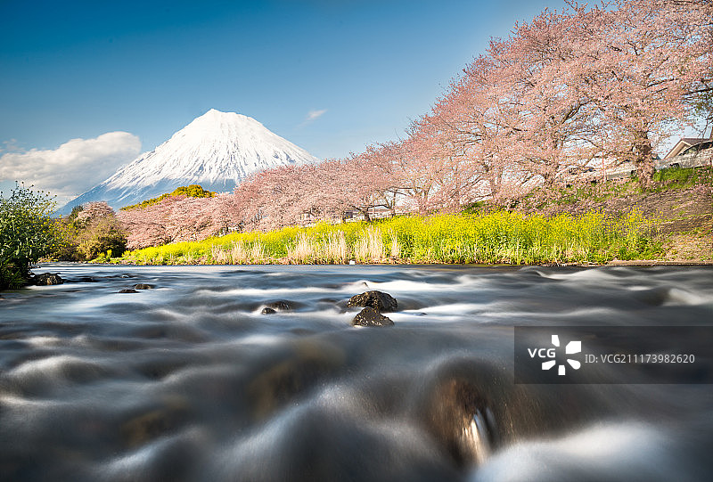 富士山与樱花图片素材