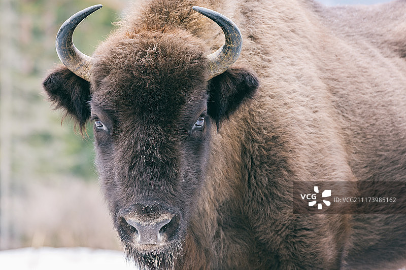野生欧洲野牛肖像图片素材