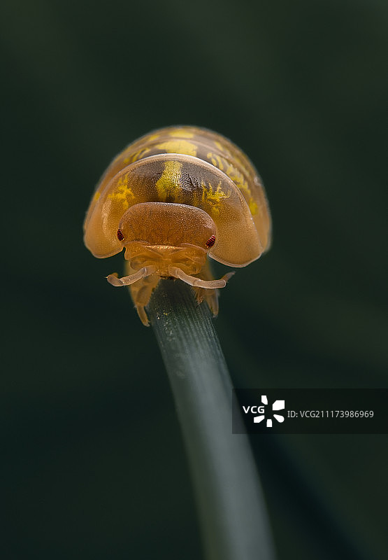鼠妇的特写镜头图片素材