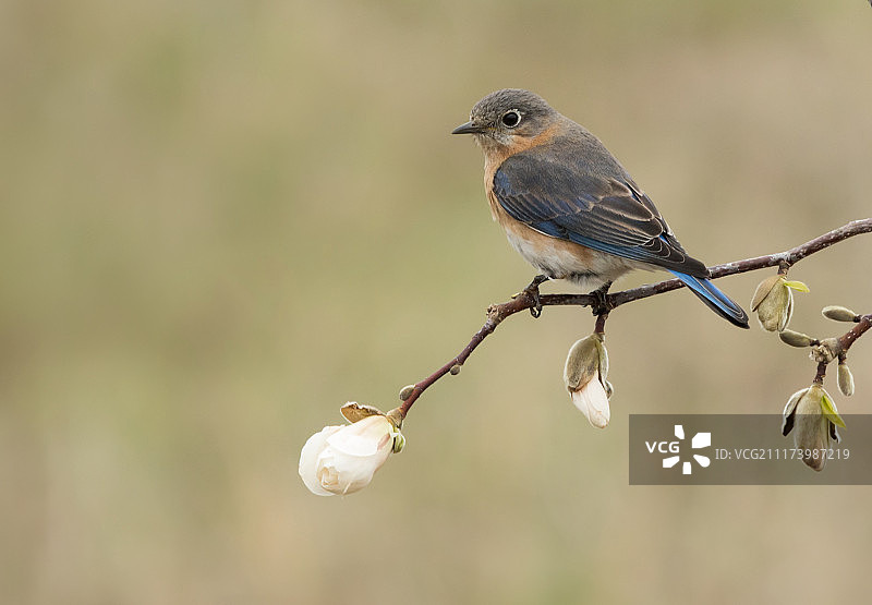 春季蓝知更鸟图片素材