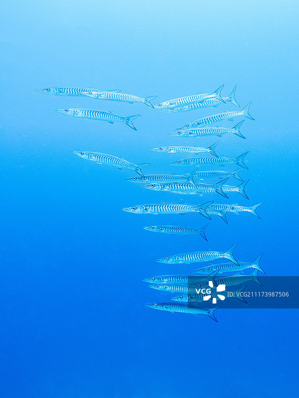 梭鱼学校图片素材