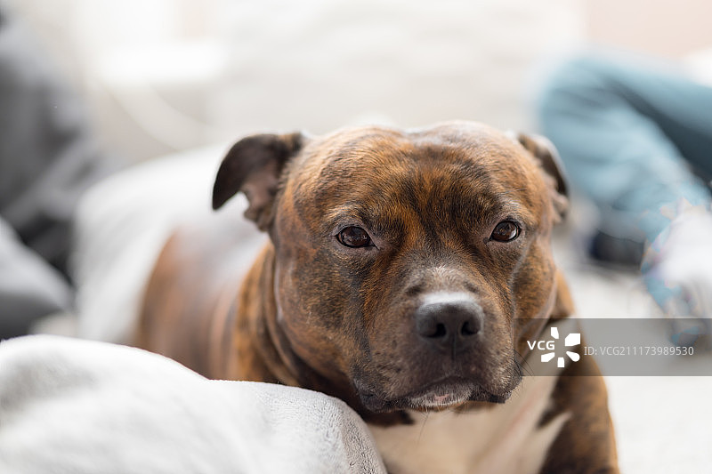 舒适的斯塔福德郡斗牛梗犬躺在沙发上图片素材