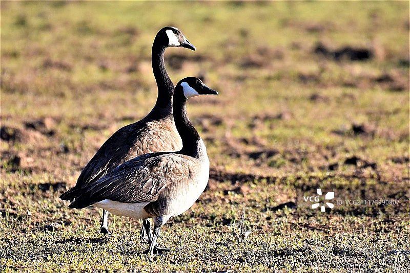 加拿大巨鹅图片素材