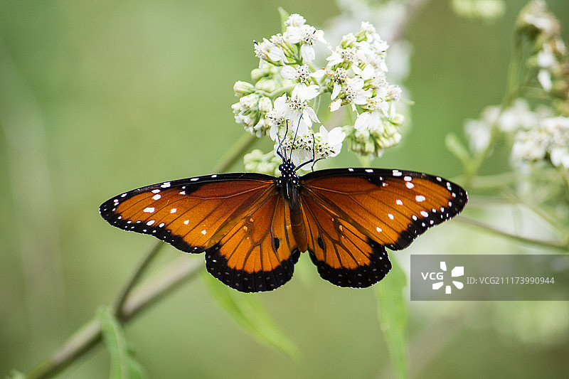 姬红蛱蝶栖息在植物上的照片图片素材