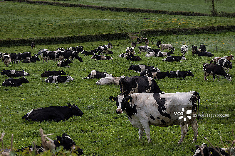 围场放牧图片素材