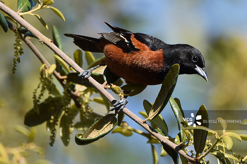 金莺鸟图片素材