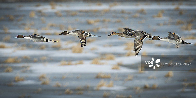 针尾鸭图片素材
