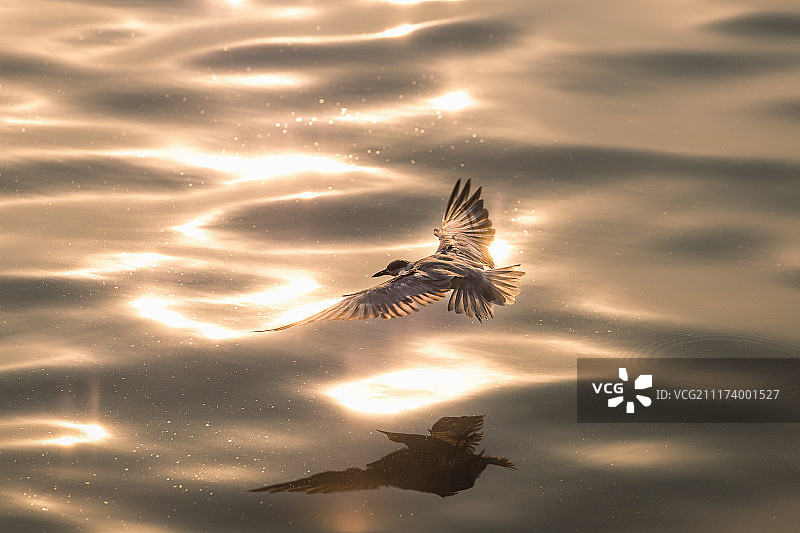 飞翔的海鸥图片素材