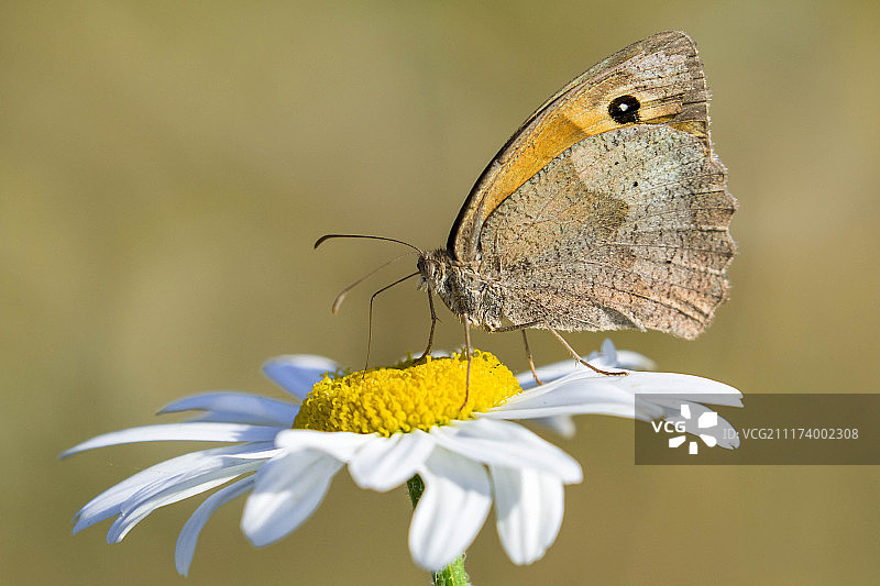 蝴蝶停留在甘菊上特写图片素材