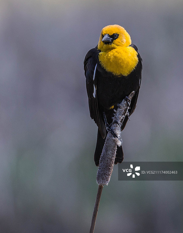 雄性黄头黑鹂图片素材