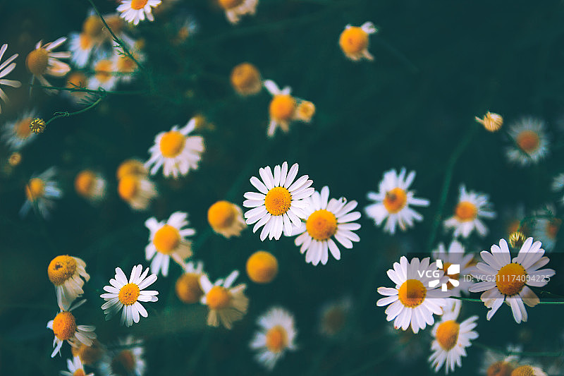 白色的雏菊图片素材